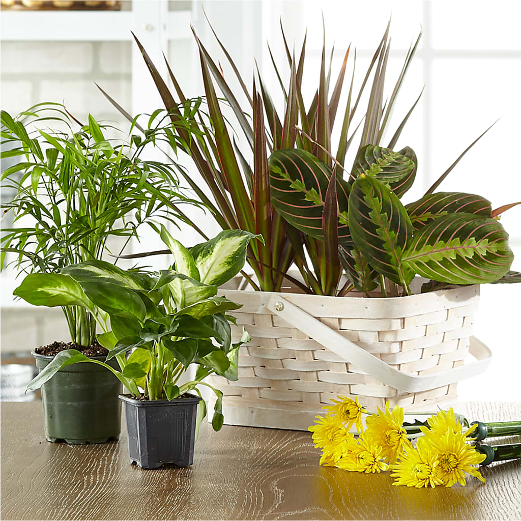Florist Designed Blooming and Green Plants in a Basket – Maison Blooms, Wesley Chapel FL