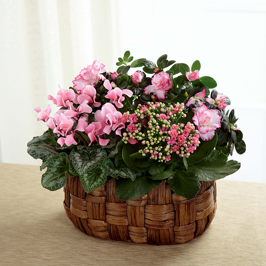 Pink Assortment – Maison Blooms, Wesley Chapel FL