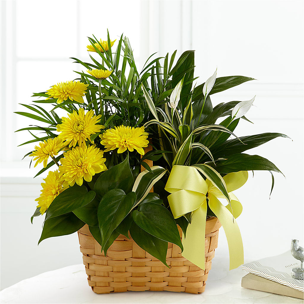 Loving Light Dishgarden – Maison Blooms, Wesley Chapel FL