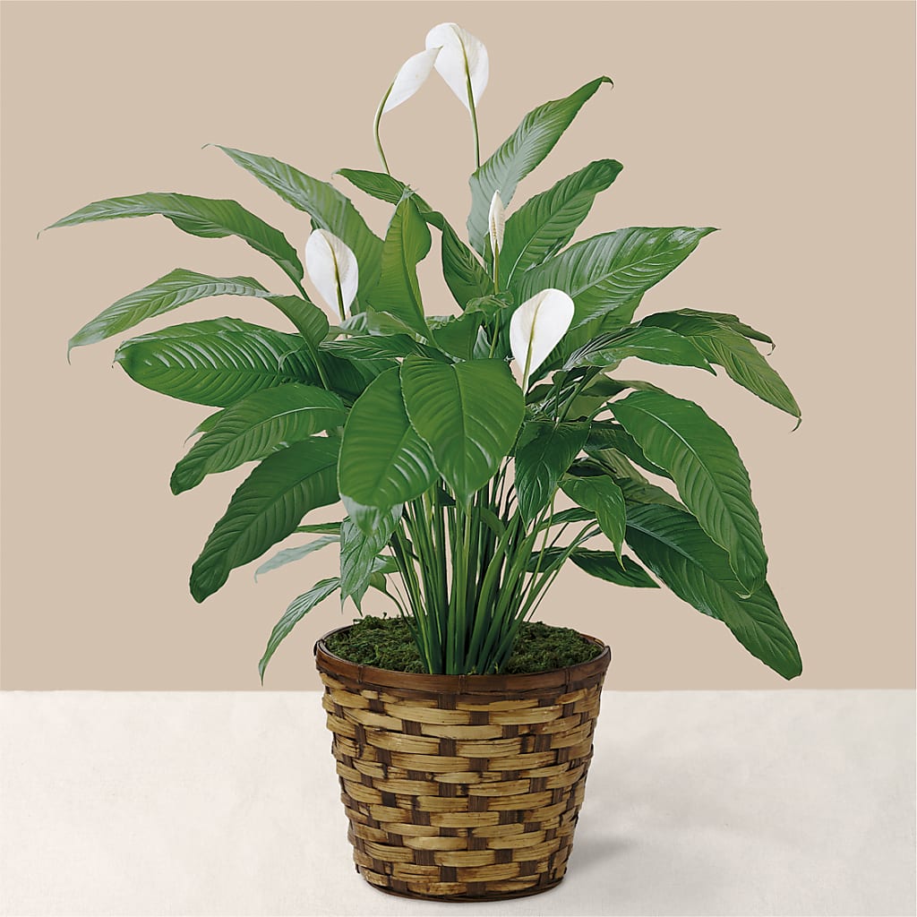 Tranquil Moments Peace Lily Plant – Maison Blooms, Wesley Chapel FL