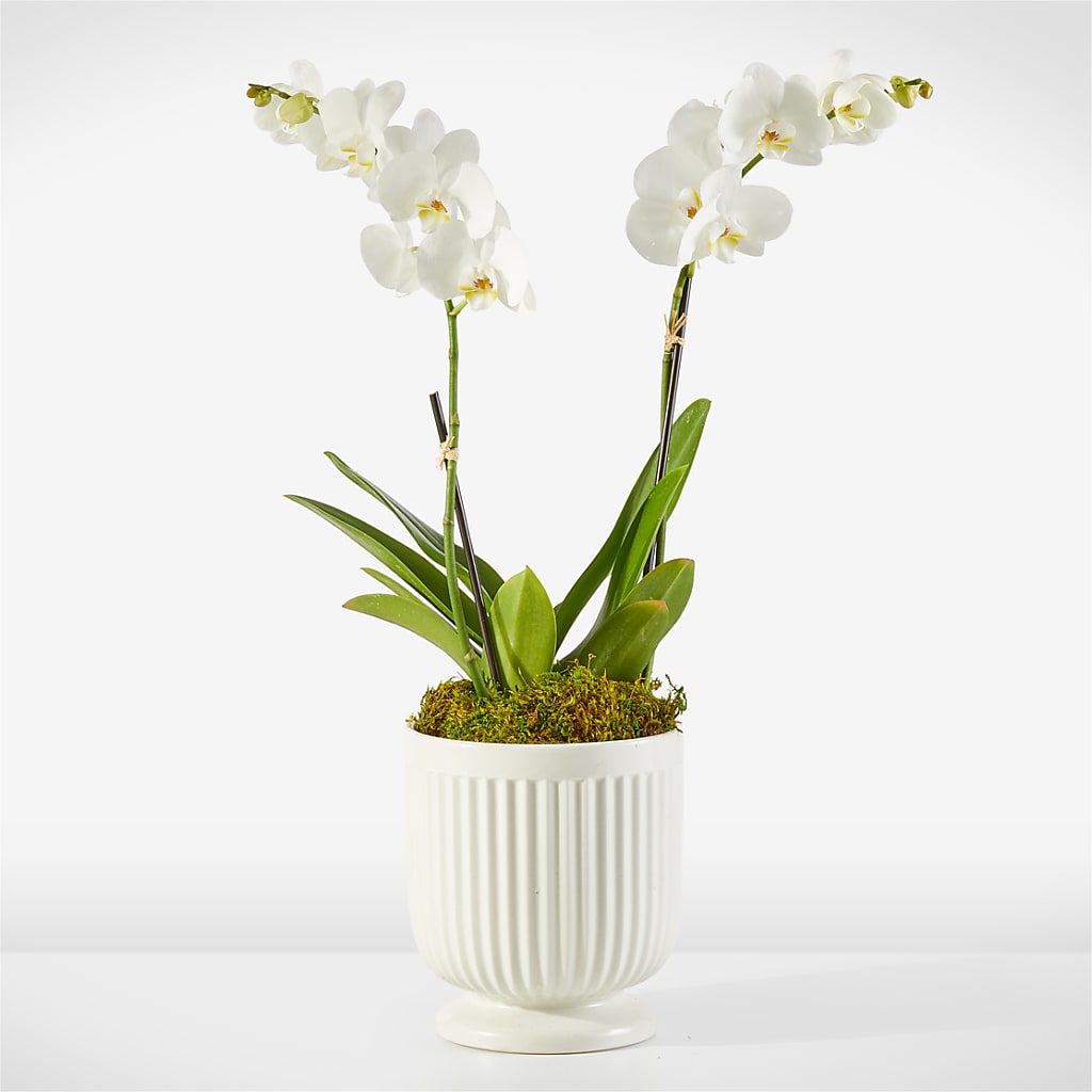 Whispering White Orchid – Maison Blooms, Wesley Chapel FL