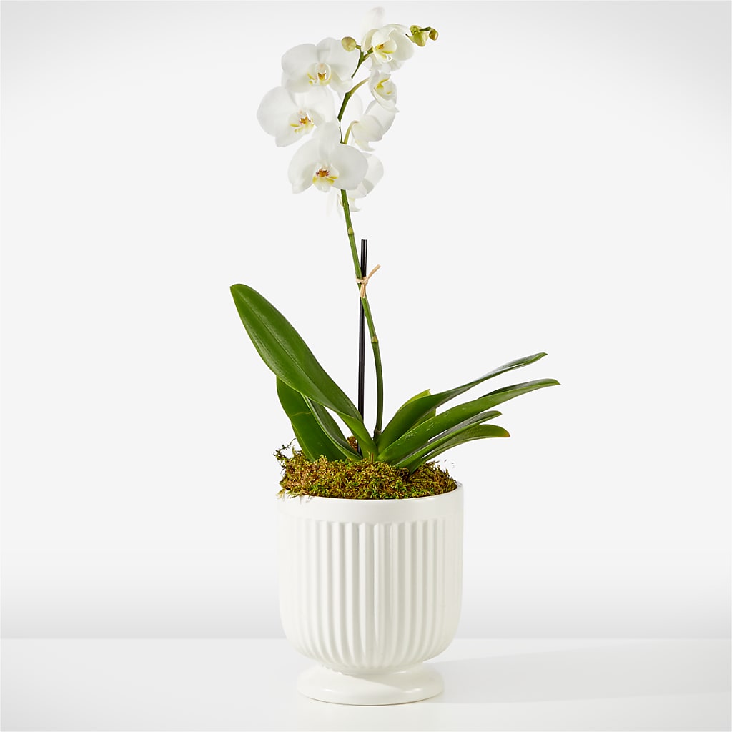 Whispering White Orchid – Maison Blooms, Wesley Chapel FL