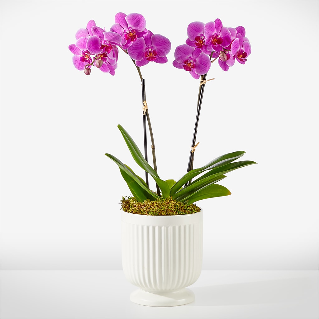 Friendly Fuchsia Orchid – Maison Blooms, Wesley Chapel FL