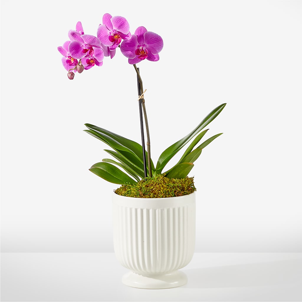 Friendly Fuchsia Orchid – Maison Blooms, Wesley Chapel FL