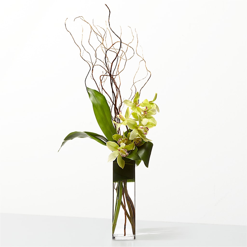 The Statement – Maison Blooms, Wesley Chapel FL