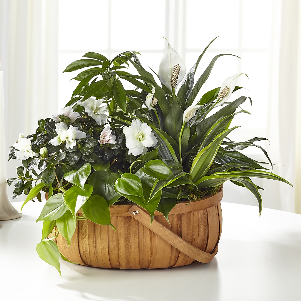 Serene Dishgarden – Maison Blooms, Wesley Chapel FL