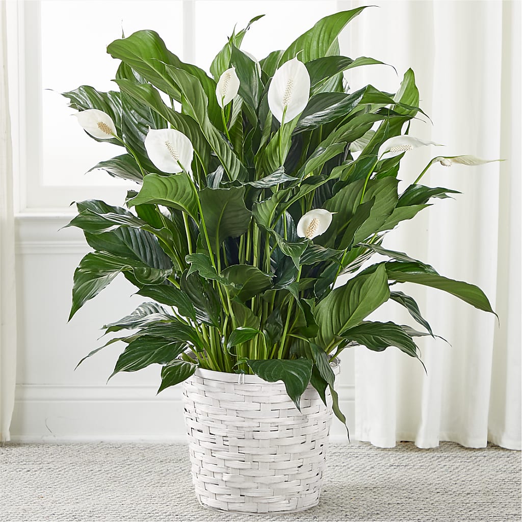 A New Leaf Peace Lily – Maison Blooms, Wesley Chapel FL