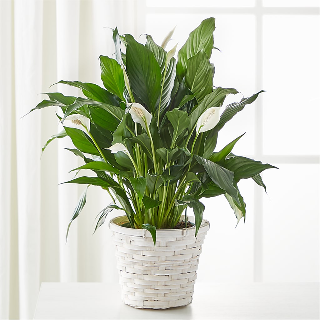 A New Leaf Peace Lily – Maison Blooms, Wesley Chapel FL