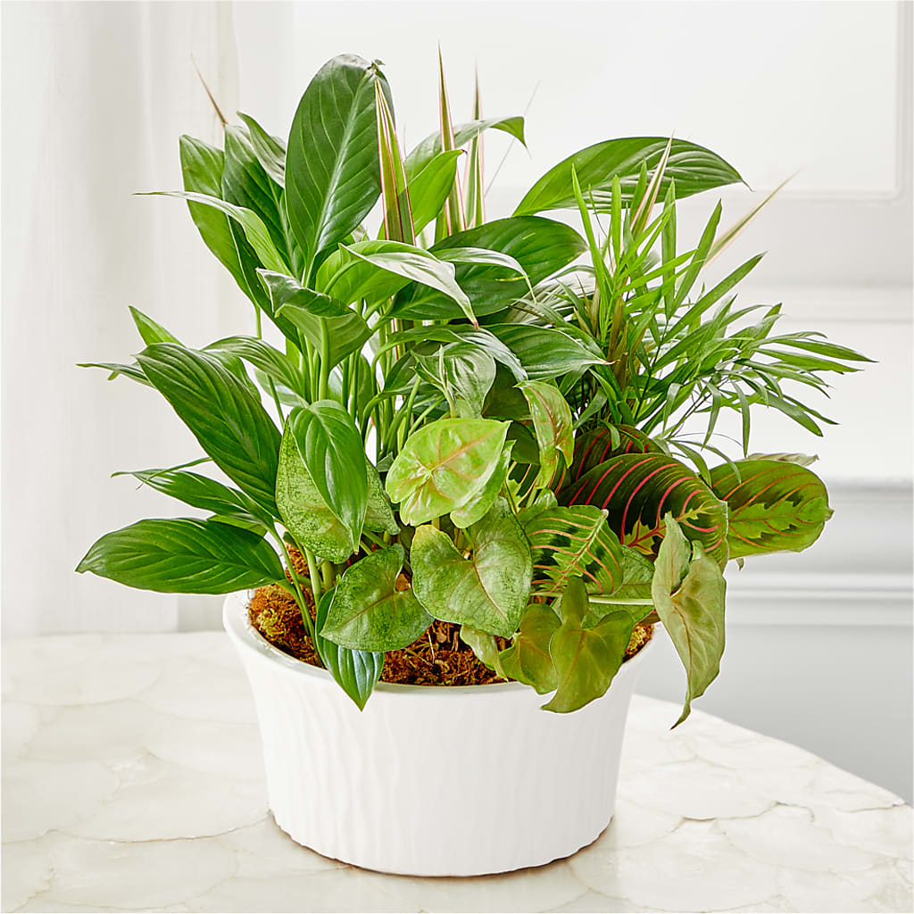 Balance & Harmony Dishgarden – Maison Blooms, Wesley Chapel FL