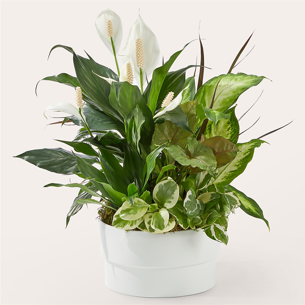 Radiating Positivity Dishgarden – Maison Blooms, Wesley Chapel FL