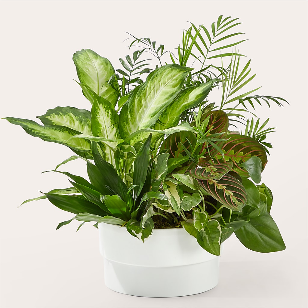 Radiating Positivity Dishgarden – Maison Blooms, Wesley Chapel FL