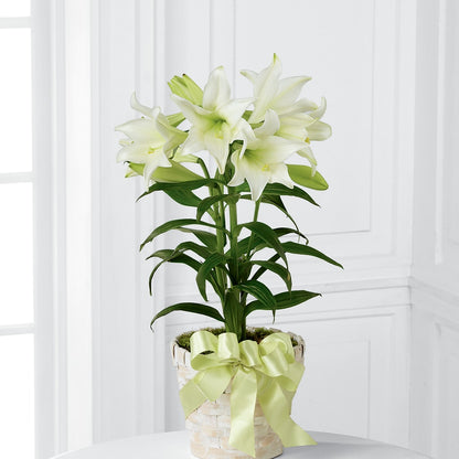 Easter Lily Plant –  Maison Blooms, Wesley Chapel FL