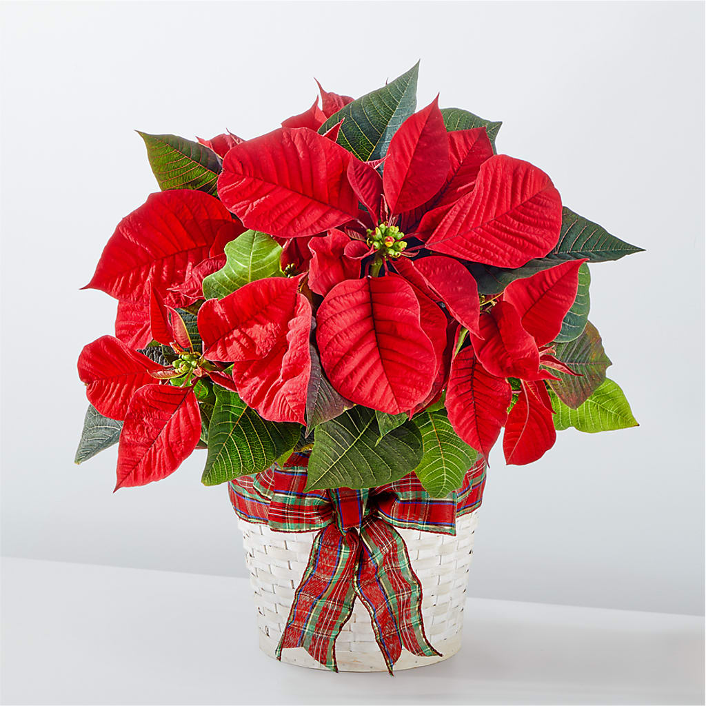 Happiest Holidays Poinsettia –  Maison Blooms, Wesley Chapel FL