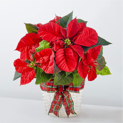 Happiest Holidays Poinsettia –  Maison Blooms, Wesley Chapel FL