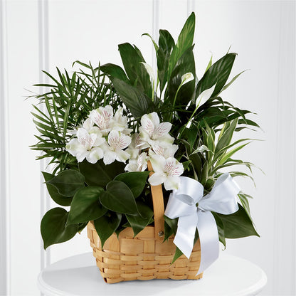 Peace & Serenity Dishgarden –  Maison Blooms, Wesley Chapel FL