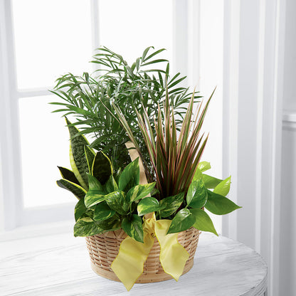 French Garden –  Maison Blooms, Wesley Chapel FL