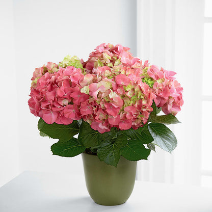 Pink Hydrangea Planter –  Maison Blooms, Wesley Chapel FL