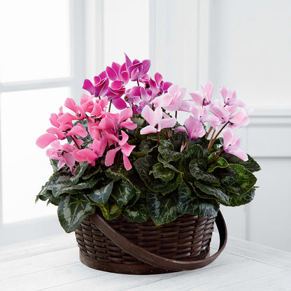 Mixed Cyclamen Planter –  Maison Blooms, Wesley Chapel FL