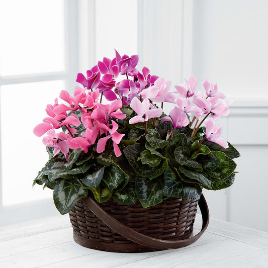 Mixed Cyclamen Planter –  Maison Blooms, Wesley Chapel FL