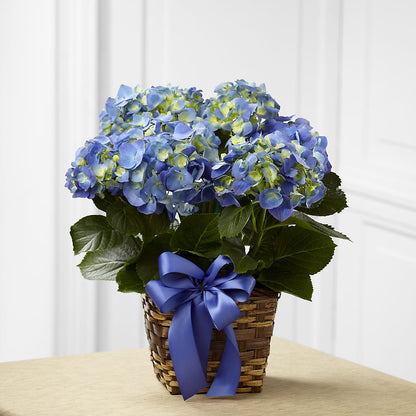 Blue Hydrangea Planter –  Maison Blooms, Wesley Chapel FL
