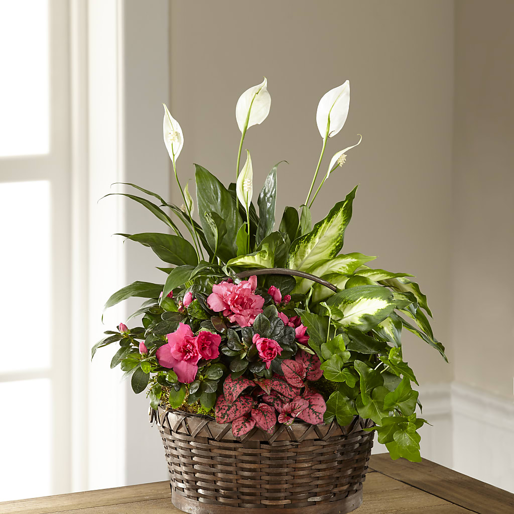 Dream in Pink Dishgarden –  Maison Blooms, Wesley Chapel FL