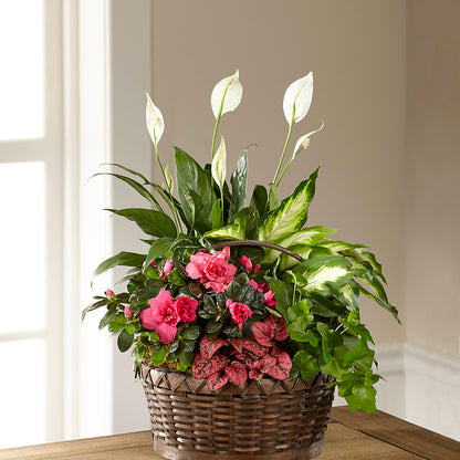 Dream in Pink Dishgarden –  Maison Blooms, Wesley Chapel FL