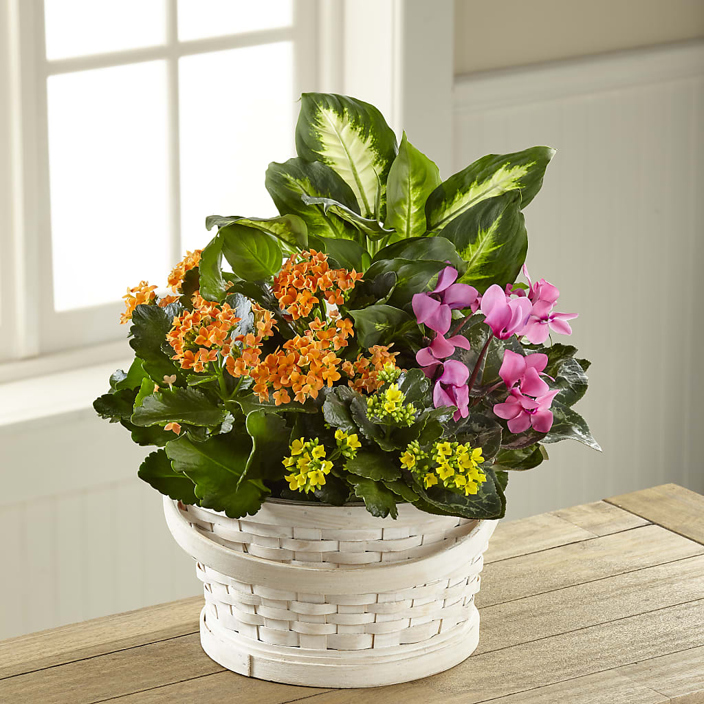 Color Crush Dishgarden –  Maison Blooms, Wesley Chapel FL