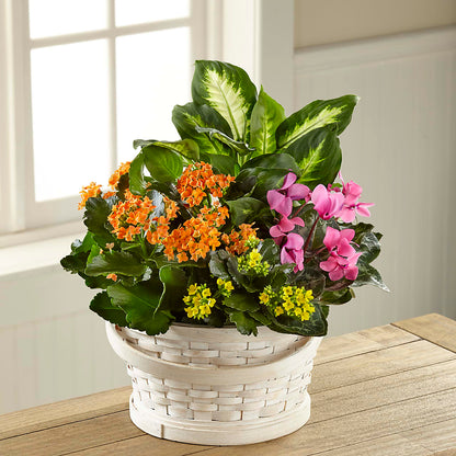 Color Crush Dishgarden –  Maison Blooms, Wesley Chapel FL