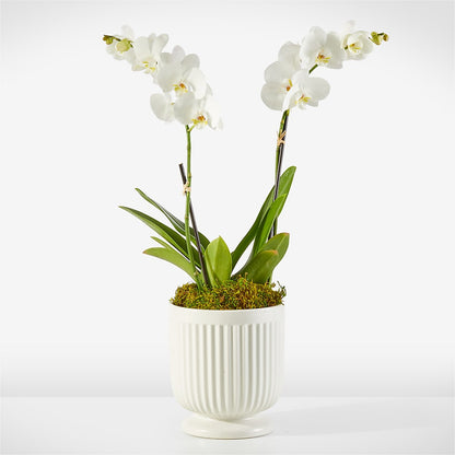 Whispering White Orchid –  Maison Blooms, Wesley Chapel FL