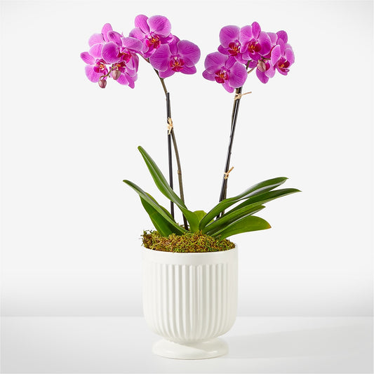 Friendly Fuchsia Orchid –  Maison Blooms, Wesley Chapel FL