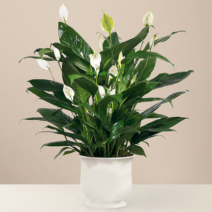 Comfort Planter –  Maison Blooms, Wesley Chapel FL