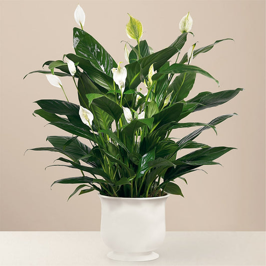 Comfort Planter –  Maison Blooms, Wesley Chapel FL