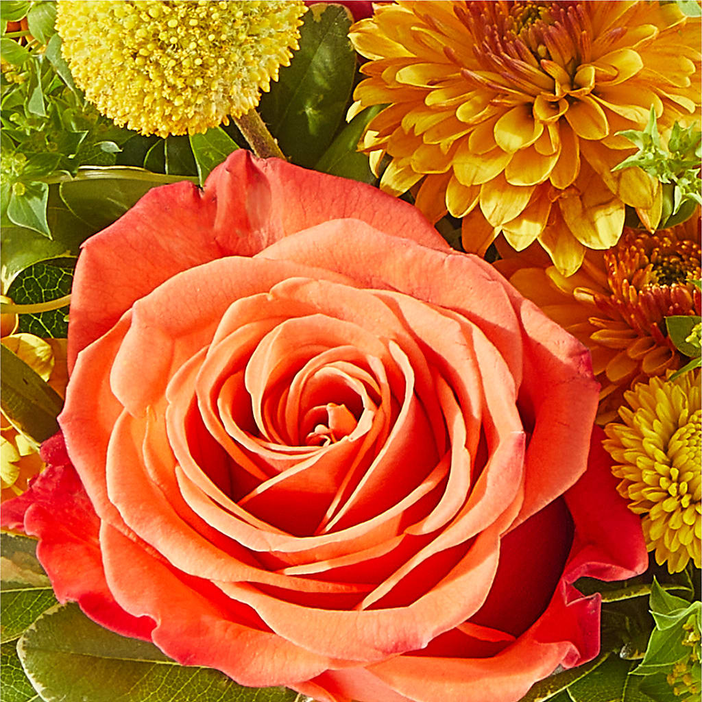 Gourdgeous Pumpkin –  Maison Blooms, Wesley Chapel FL