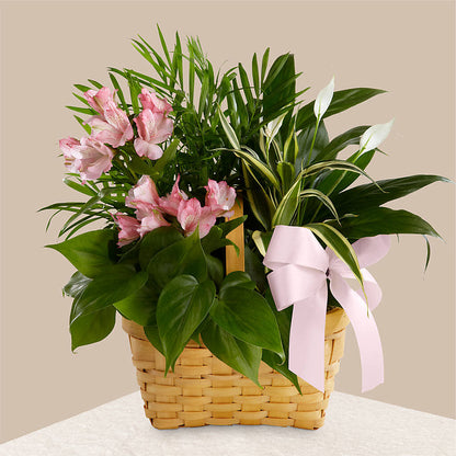 Living Spirit Dishgarden –  Maison Blooms, Wesley Chapel FL