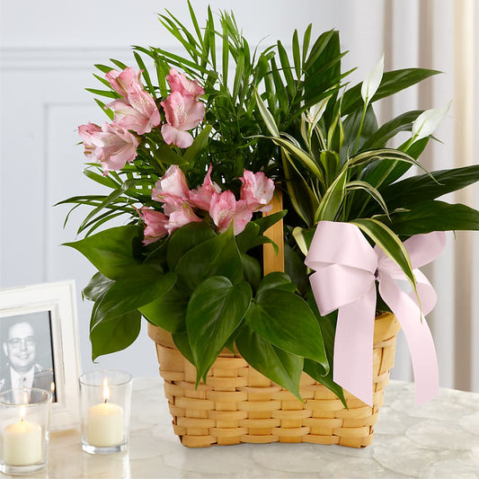 Living Spirit Dishgarden –  Maison Blooms, Wesley Chapel FL