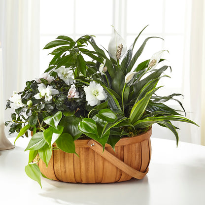 Serene Dishgarden –  Maison Blooms, Wesley Chapel FL