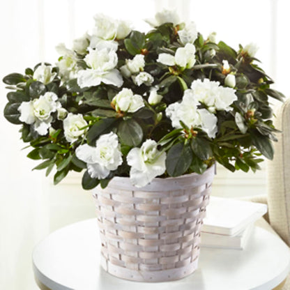 White Azalea Plant –  Maison Blooms, Wesley Chapel FL