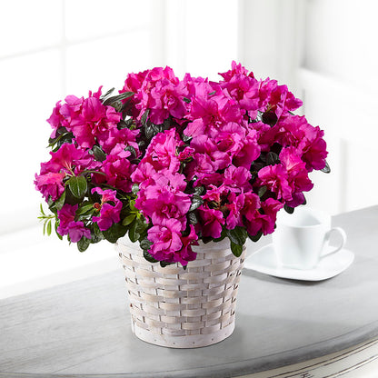 Hope & Serenity Azalea Plant –  Maison Blooms, Wesley Chapel FL