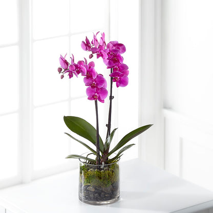 Pink Orchid Plant –  Maison Blooms, Wesley Chapel FL