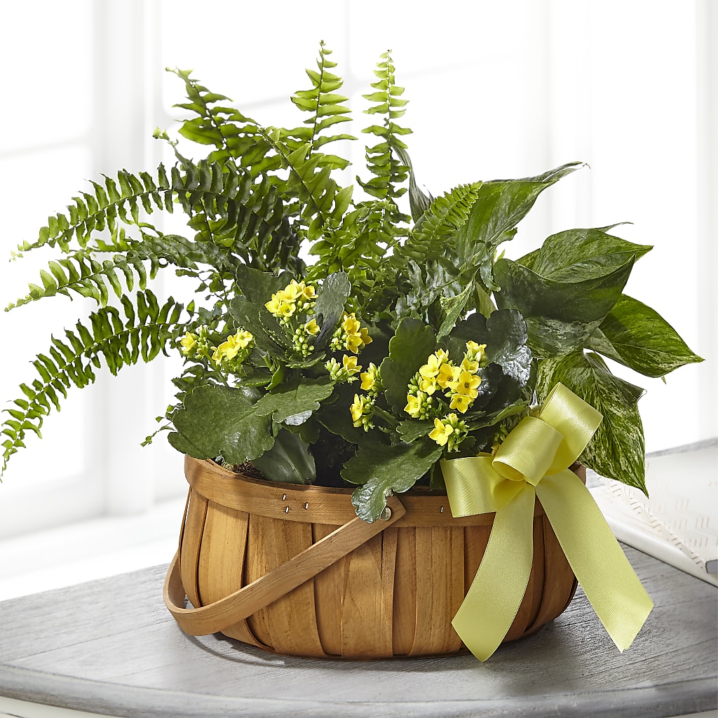 Always Dear Dishgarden –  Maison Blooms, Wesley Chapel FL
