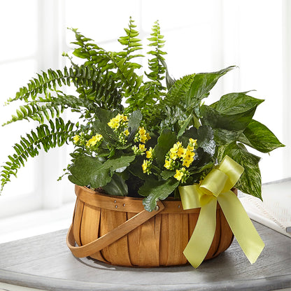 Always Dear Dishgarden –  Maison Blooms, Wesley Chapel FL