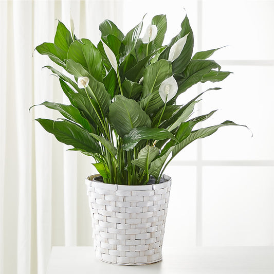 A New Leaf Peace Lily –  Maison Blooms, Wesley Chapel FL