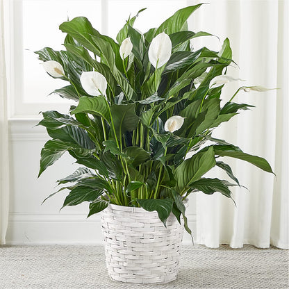A New Leaf Peace Lily –  Maison Blooms, Wesley Chapel FL