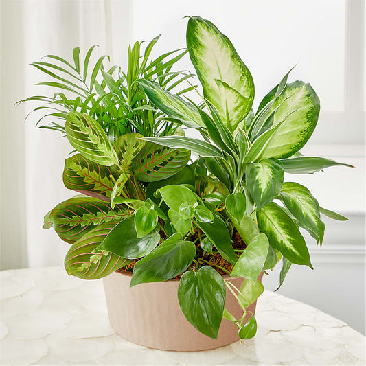 Balance & Harmony Dishgarden –  Maison Blooms, Wesley Chapel FL