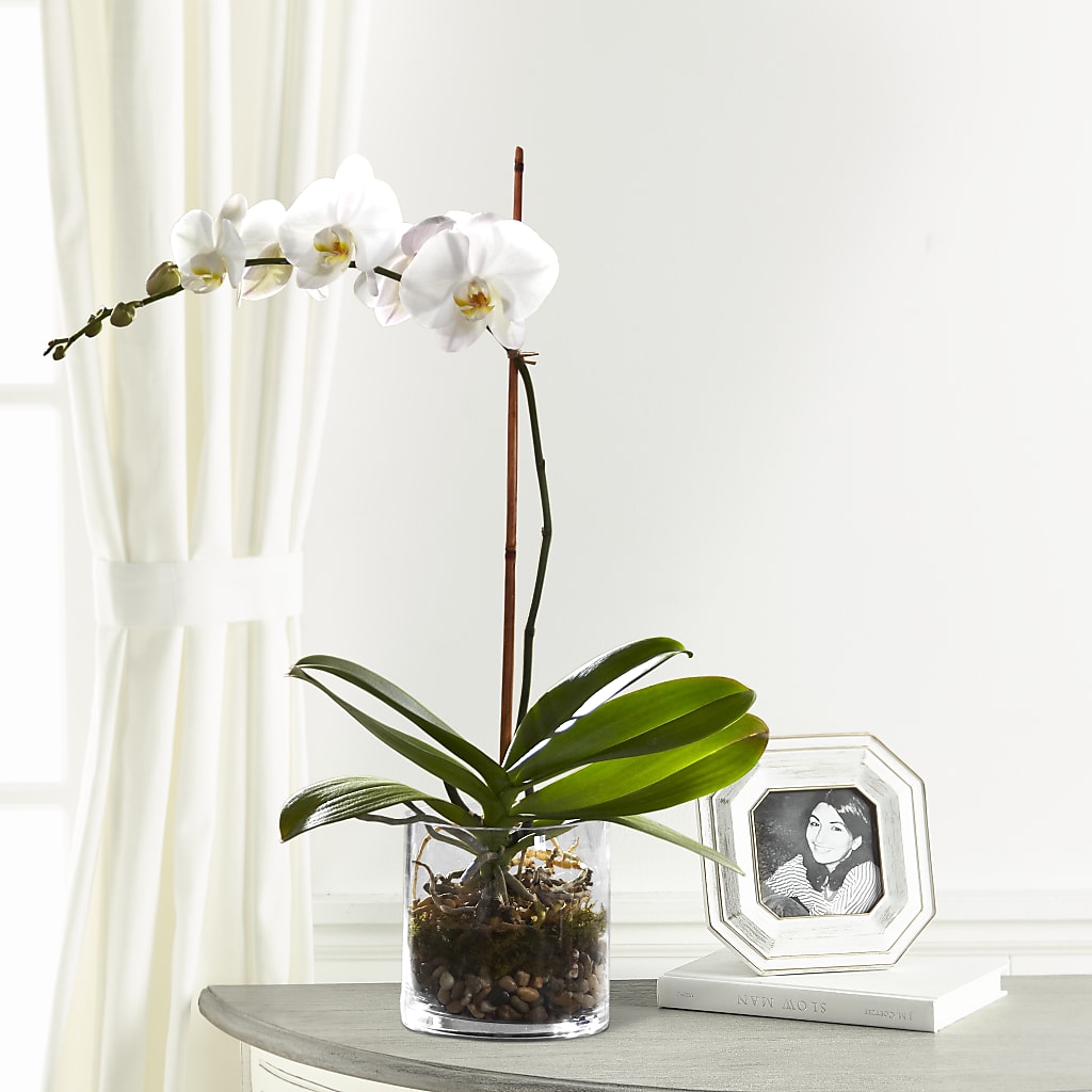 White Orchid Planter –  Maison Blooms, Wesley Chapel FL