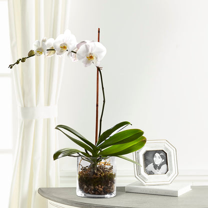 White Orchid Planter –  Maison Blooms, Wesley Chapel FL