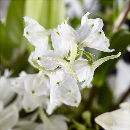 Classic Ivory – A Florist Original –  Maison Blooms, Wesley Chapel FL
