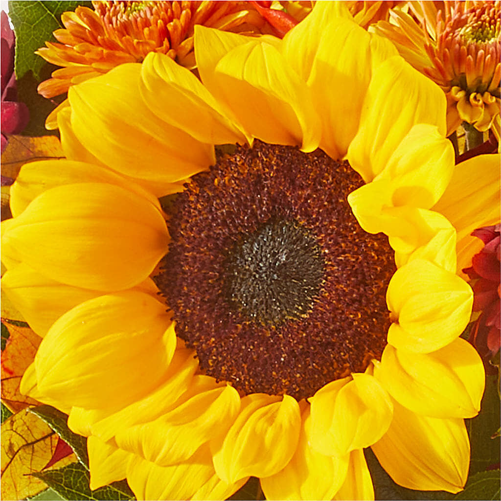 Sunny Side Bouquet –  Maison Blooms, Wesley Chapel FL