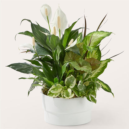 Radiating Positivity Dishgarden –  Maison Blooms, Wesley Chapel FL