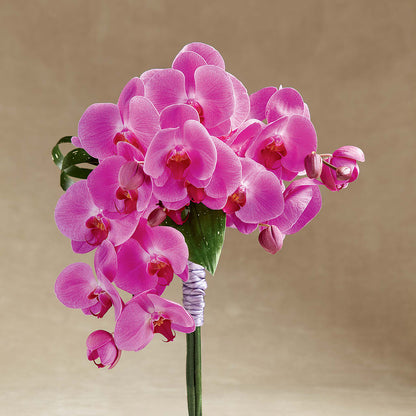Glorious Bouquet –  Maison Blooms, Wesley Chapel FL